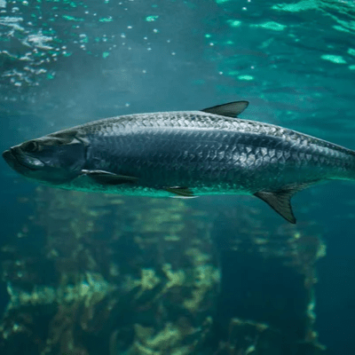 TARPON FISHING